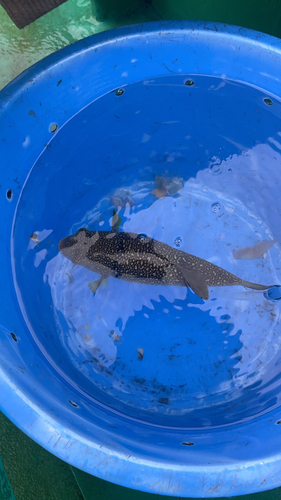 ショウサイフグの釣果