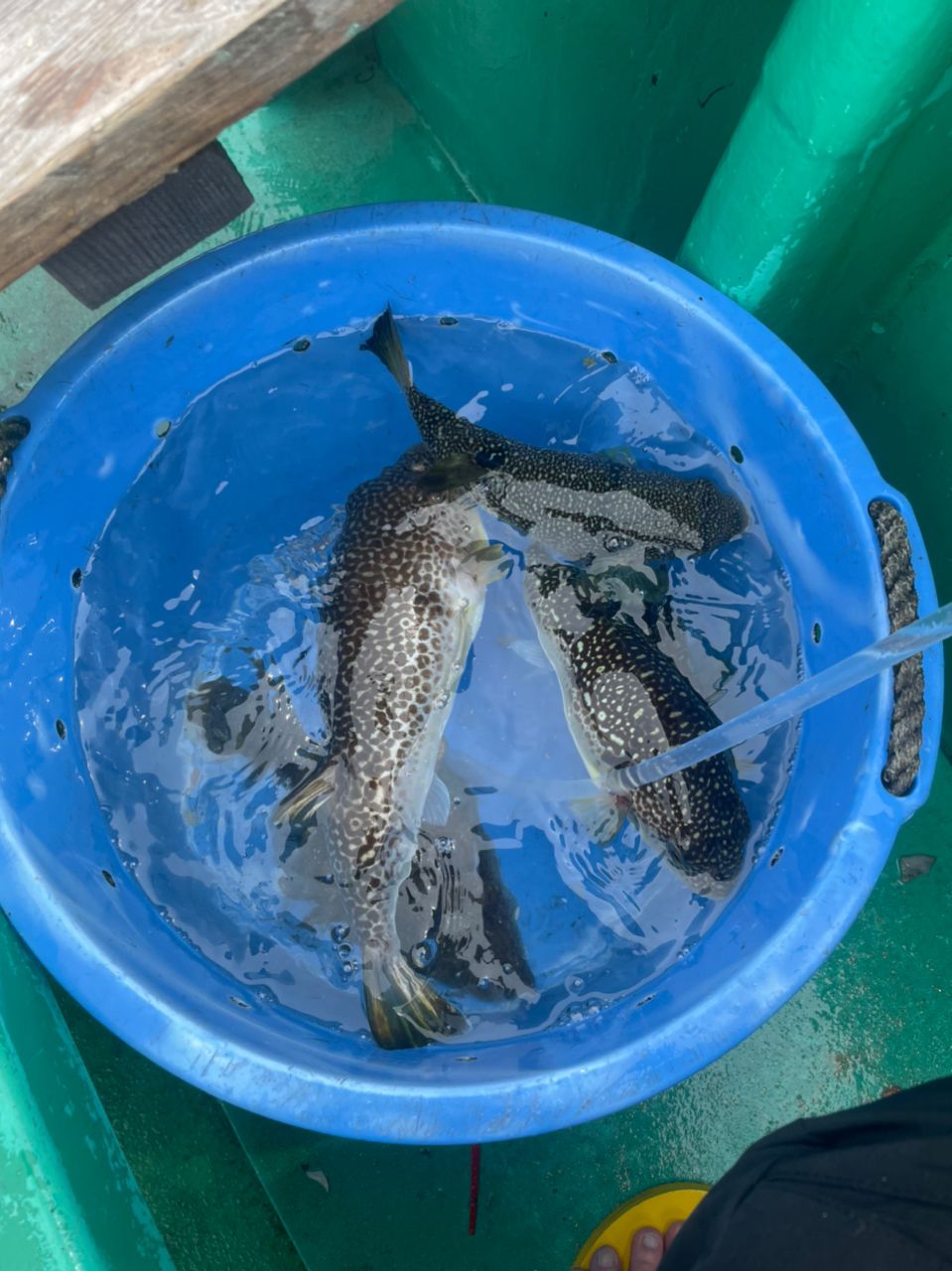 アングラー  おぎさんの釣果 2枚目の画像