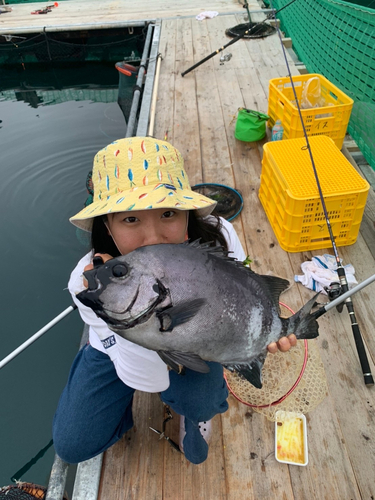 イシダイの釣果