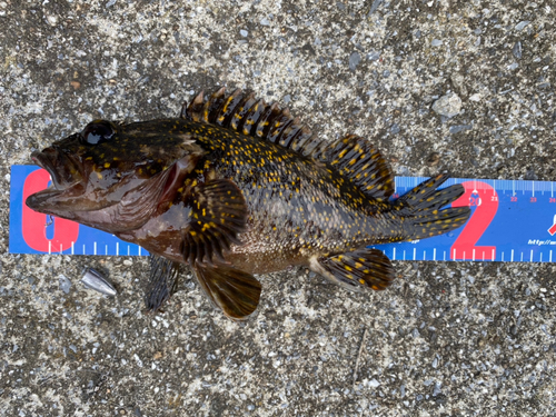 オウゴンムラソイの釣果