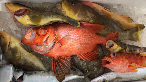 アオハタの釣果