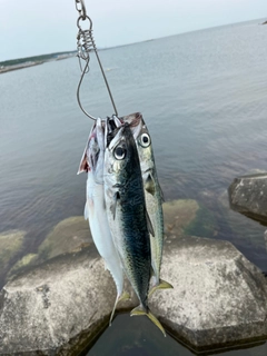 サバの釣果