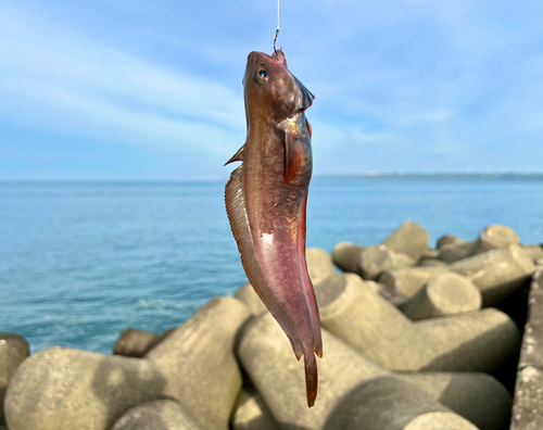 ドンコの釣果