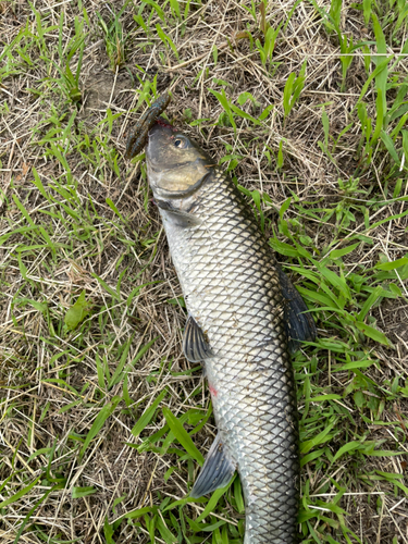 ニゴイの釣果