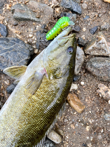 スモールマウスバスの釣果