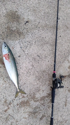 サバの釣果