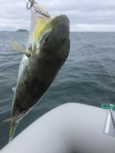 シロサバフグの釣果