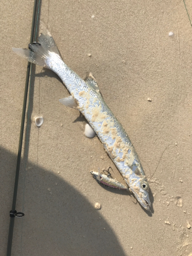 カマスの釣果