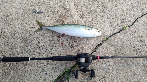 サバの釣果