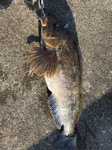 アイナメの釣果