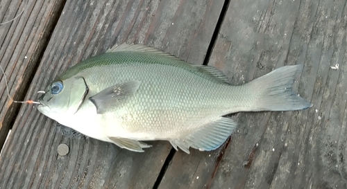 グレの釣果