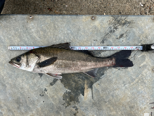 シーバスの釣果