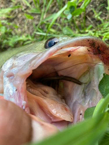 ラージマウスバスの釣果