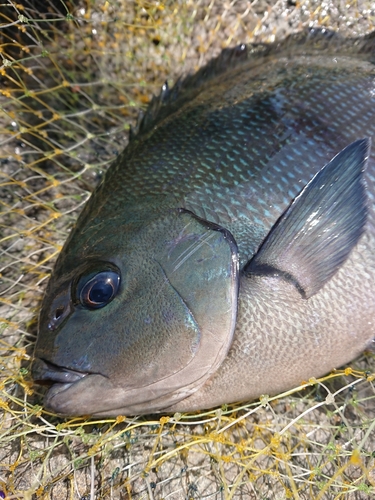 メジナの釣果