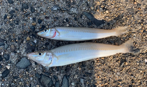 シロギスの釣果