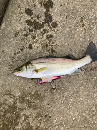 セイゴ（マルスズキ）の釣果