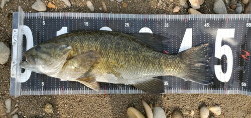 スモールマウスバスの釣果