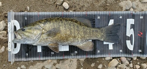 スモールマウスバスの釣果