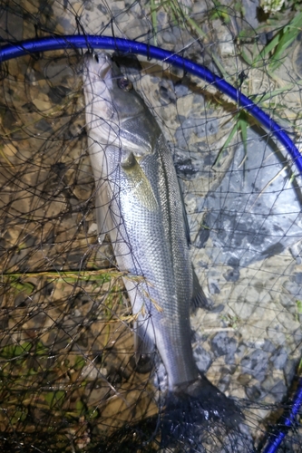 フッコ（マルスズキ）の釣果