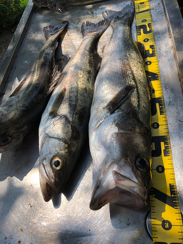 シーバスの釣果