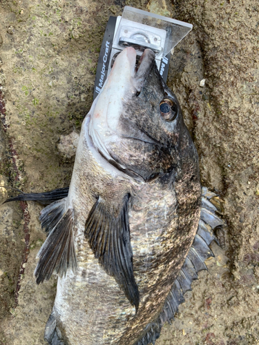 チヌの釣果