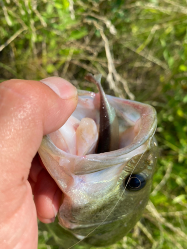 ラージマウスバスの釣果