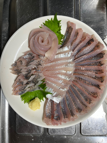 マアジの釣果