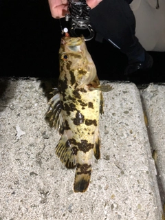 タケノコメバルの釣果