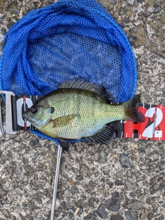 ブルーギルの釣果