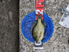 ブルーギルの釣果