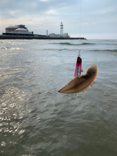 シタビラメの釣果