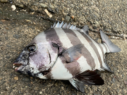 イシダイの釣果