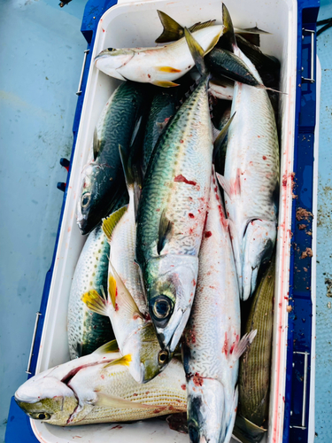 ゴマサバの釣果