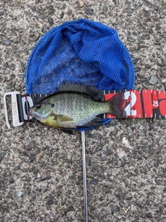 ブルーギルの釣果