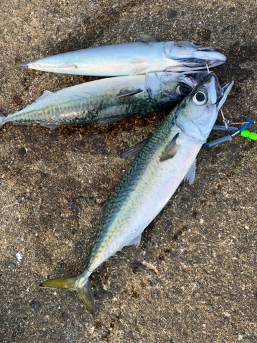 サバの釣果