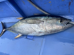 キハダマグロの釣果