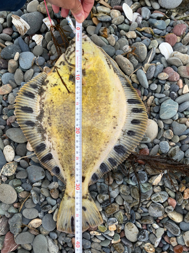 マツカワの釣果