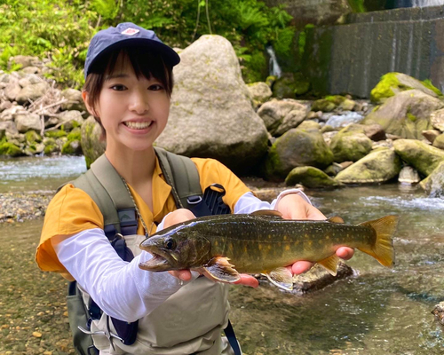 イワナの釣果