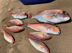 アマダイの釣果