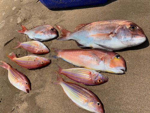 アマダイの釣果