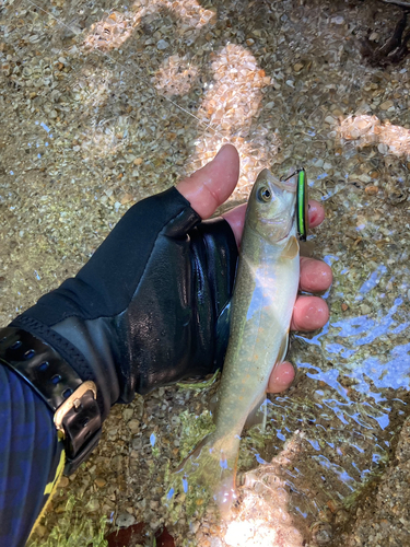 ニッコウイワナの釣果