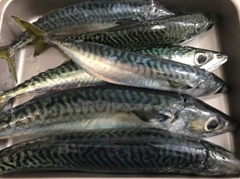 サバの釣果