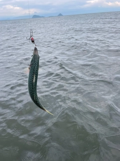 サバの釣果