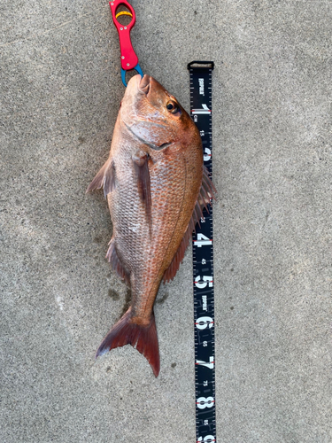 マダイの釣果