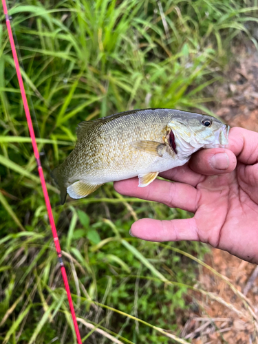 スモールマウスバスの釣果