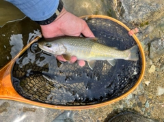 ニッコウイワナの釣果