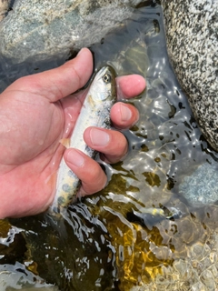 ヤマメの釣果