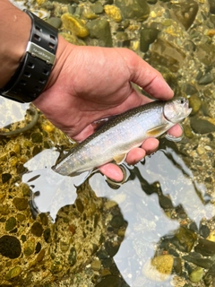 ニッコウイワナの釣果