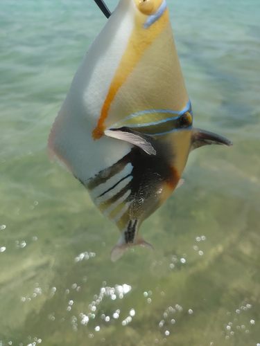 ムラサメモンガラの釣果