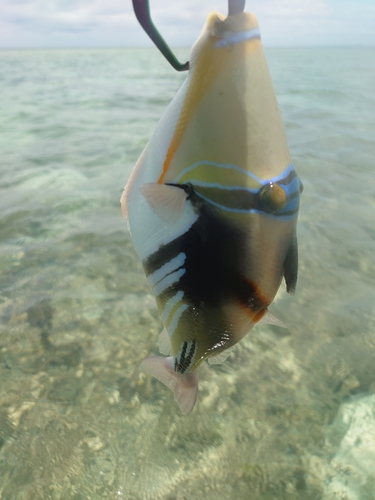 ムラサメモンガラの釣果